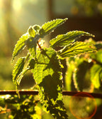 The Incredible Organic Nettle 2000mg - Food Supplement